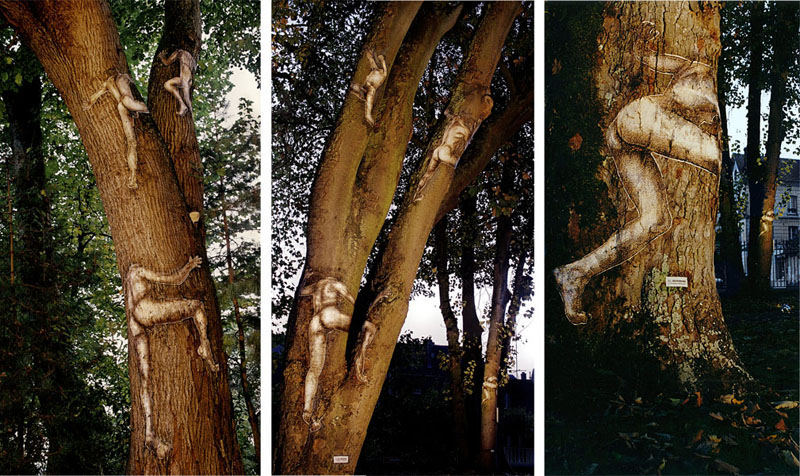 arbres-bernay